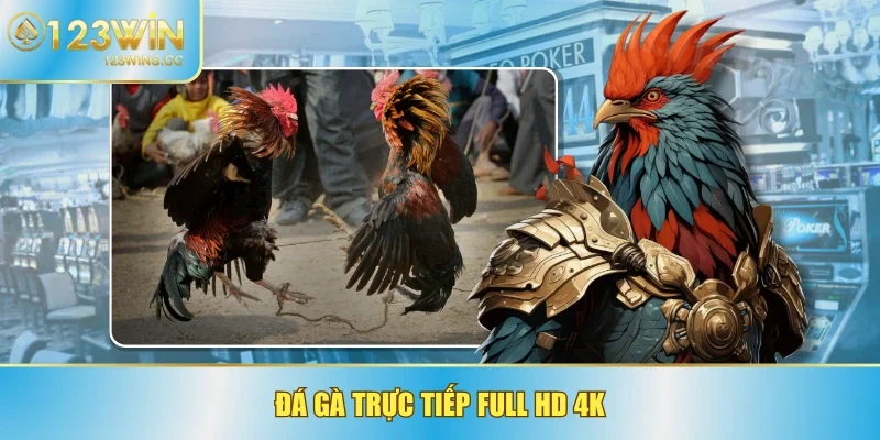 Đá gà trực tiếp full HD 4K